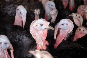 Turkeys have gone down.