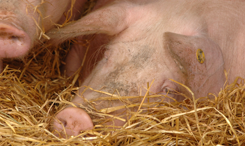 NFU Scotlands pork shelf watch will establish which supermarkets are standing by British pig farmers