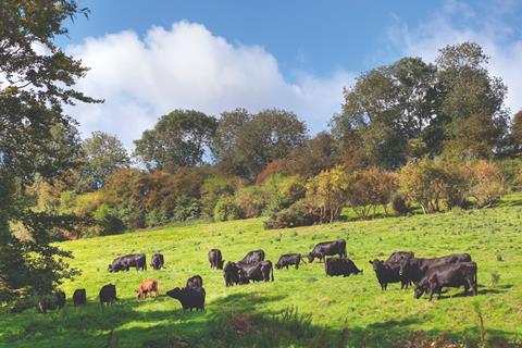 Cattle grazing in a sunny field