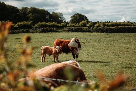Cow and calf