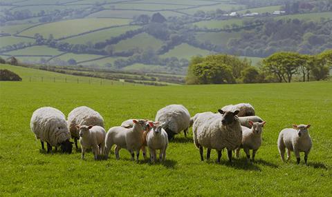Pilgrims Lamb confirms support for NSA events