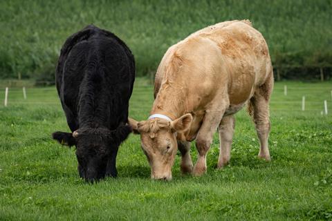 LMC cattle throughput increases