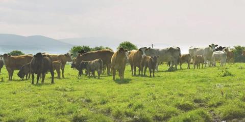 Cattle in field  1