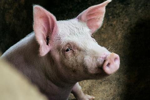 Pig