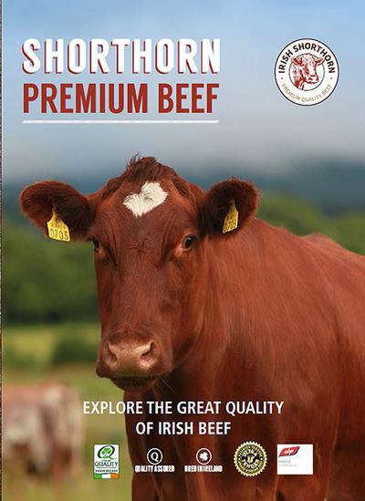 shorhorn-website-pic-5