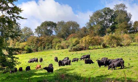 Black cows 1