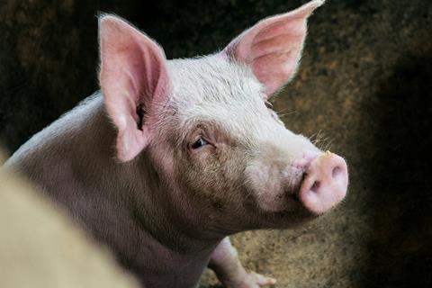 Pig