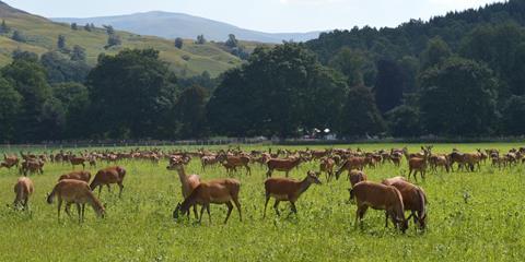 scottish venison