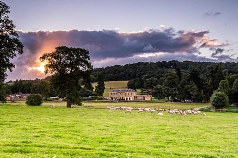 Sheep Flock at Rhug Estate Copy 