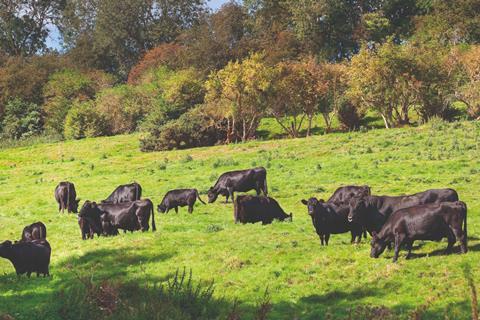 Cattle grazing in a sunny field