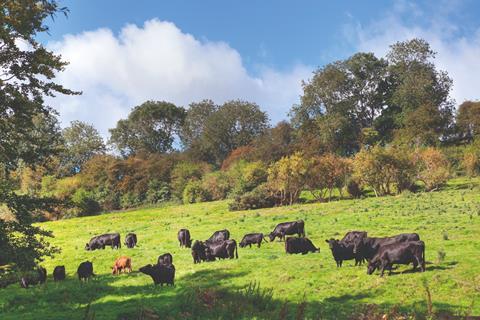 Cattle grazing in a field