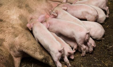 pig piglets ISS 6429 64180 MM