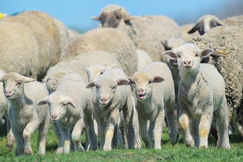 Herd of sheep and lambs on field