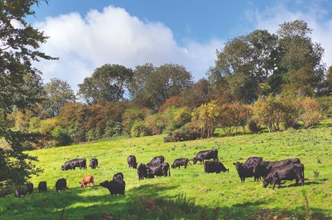 Cattle grazing in a sunny field