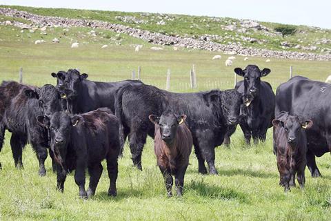Hill cattle and calves