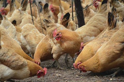 Chickens pecking the ground