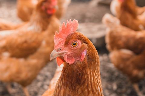 Chicken looking at camera