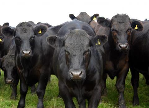 A herd of Aberdeen Angus cows in a field. 