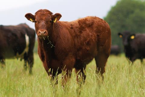 Cows in a field