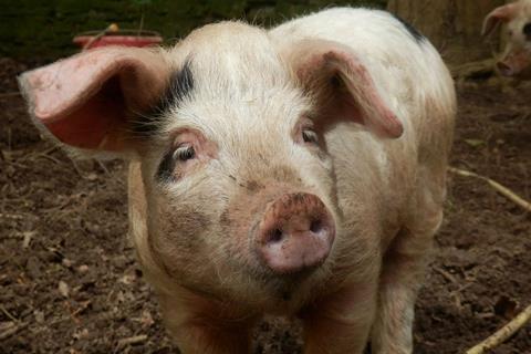 Gloucester old spot pig