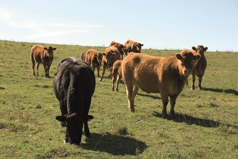Cattle in Field