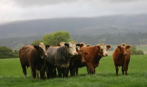 Scottish livestock